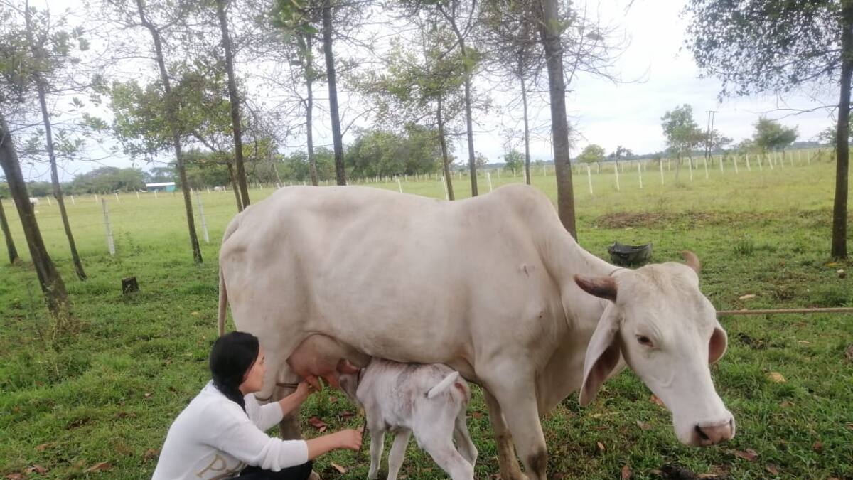 Ganadería y lombricultura en Yopal, Casanare