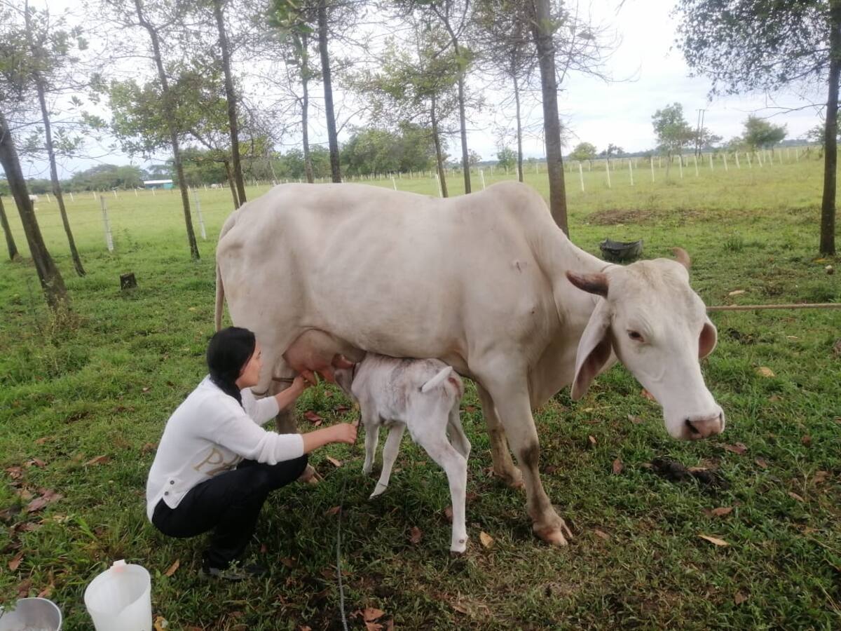 Un modelo silvopastorial busca una ganadería más sostenible en Yopal
