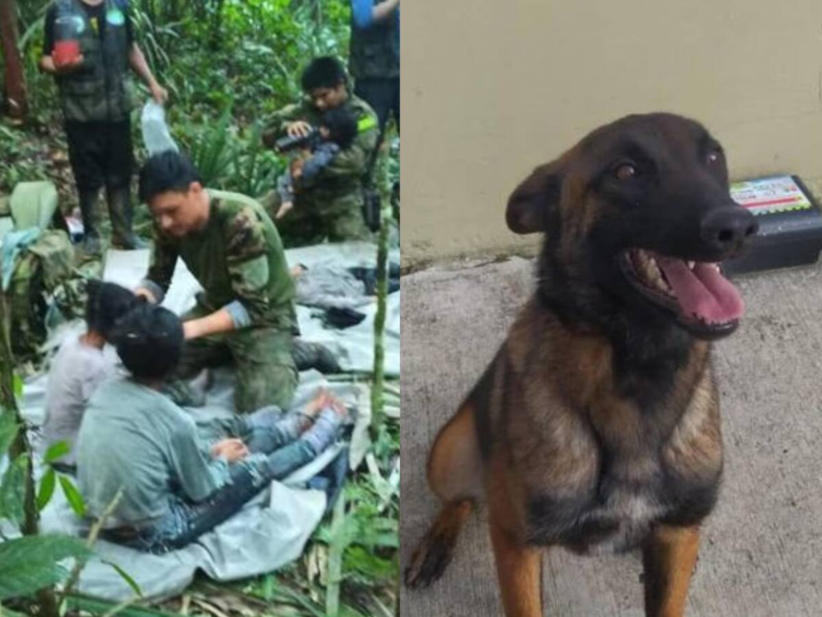 ¿Qué pasó con Wilson, el perro rescatista? Inteligencia artificial respondió
