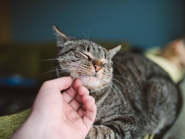 ‘¿Me lo puedo quedar?’, serie que cuenta historias de salvación entre humanos y mascotas