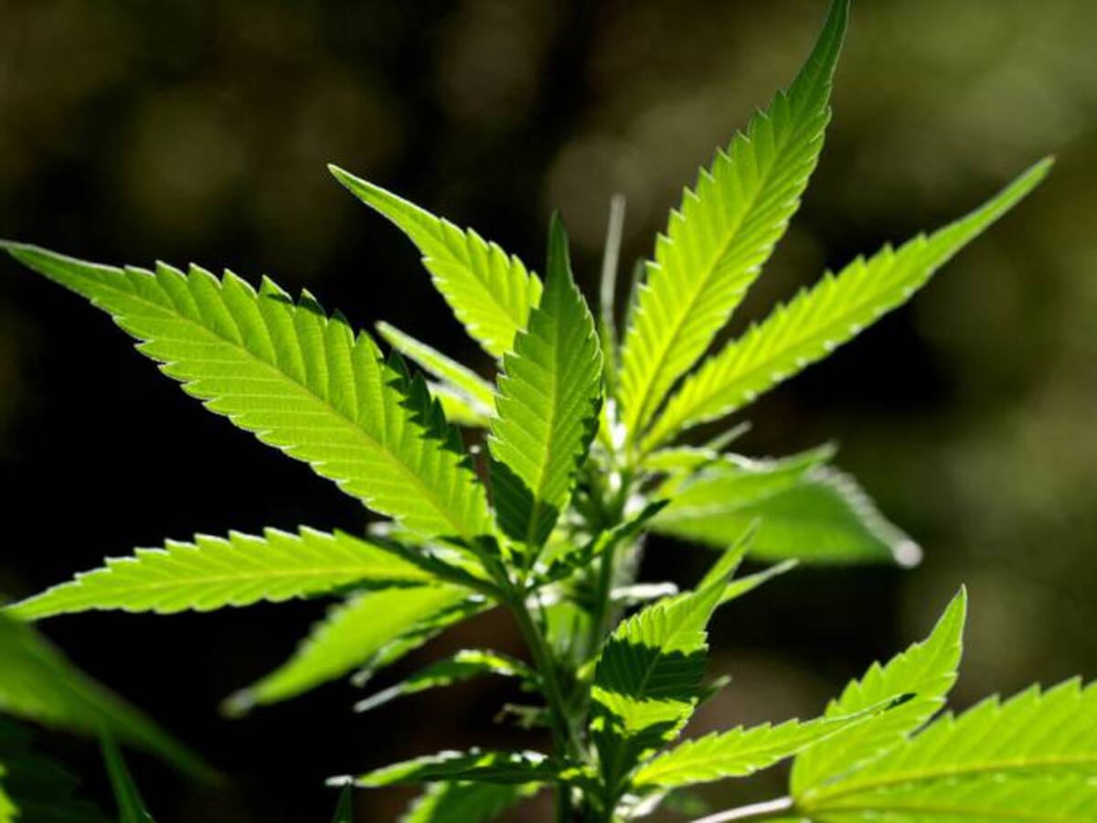 Cannabis Terapéutico - 18 de mayo