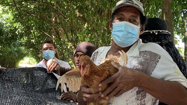 Los recursos entregados a 40 familias en insumos agropecuarios y gallinas ponedoras superan los 80 millones de pesos.