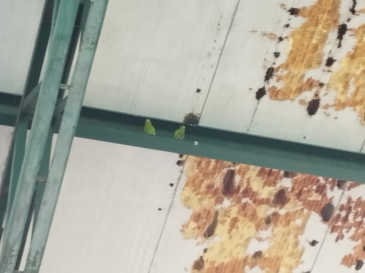 Techo de la cancha Marte #1 de Medellín es hogar de gran cantidad de pericos de anteojos