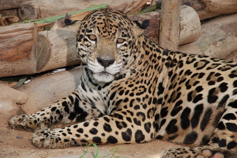 El Jaguar es uno de los animales que se encuentran en vía de extinción.