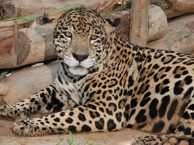 El Jaguar es uno de los animales que se encuentran en vía de extinción.