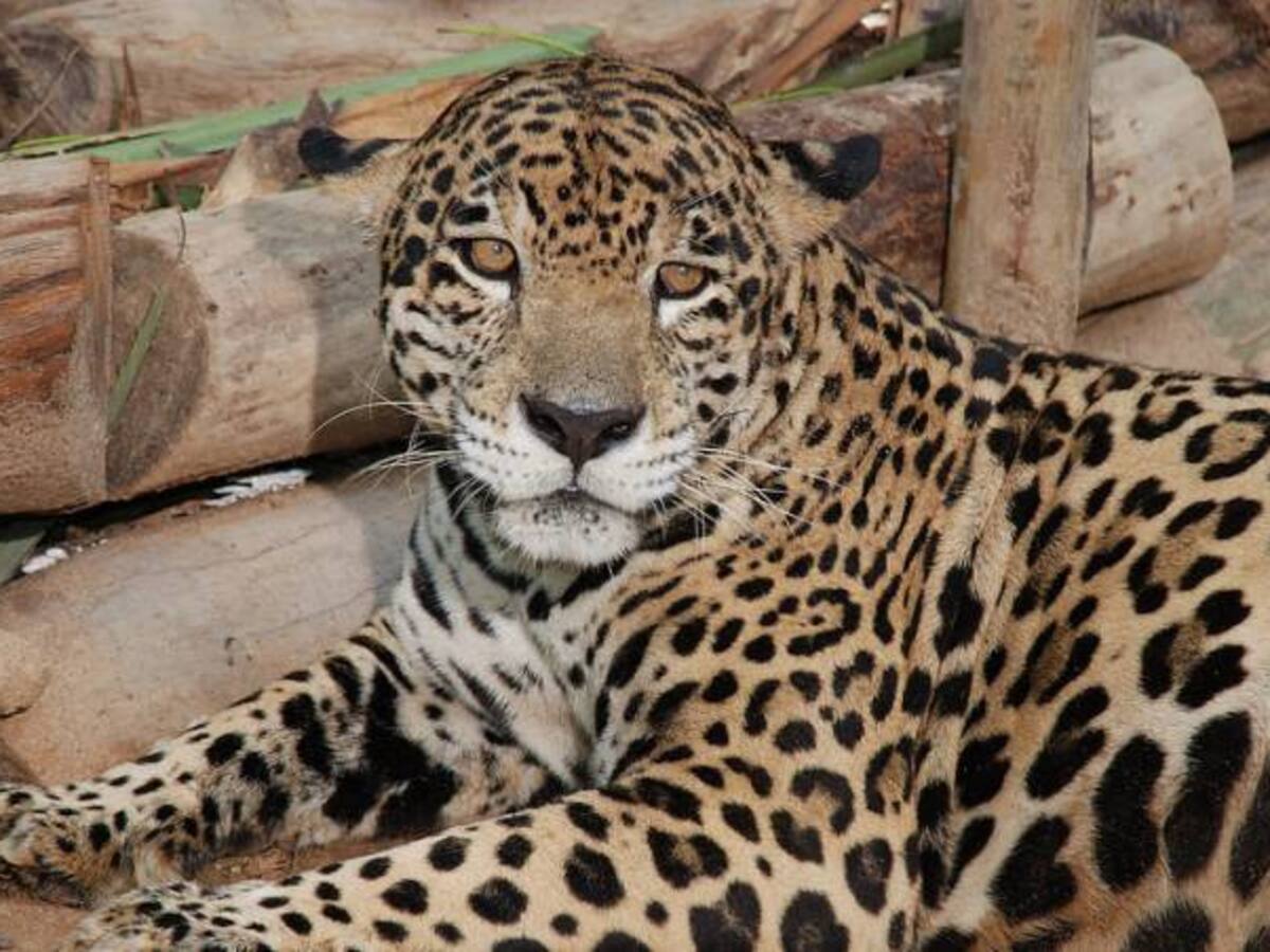 Decomisan cerca de dos centenares de colmillos de jaguar en Bolivia