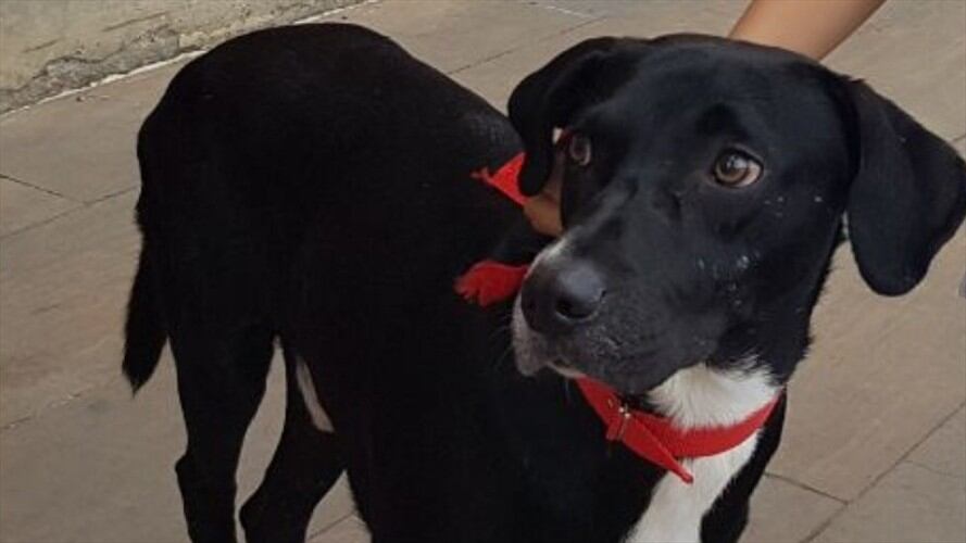 Juez negó tutela interpuesta por un perro en Bucaramanga. Foto: Cortesía Ludwing Mantilla