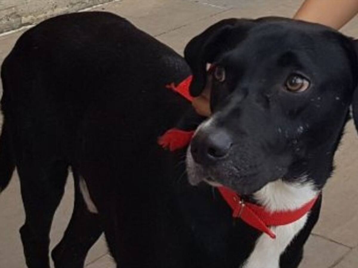 Juez negó tutela interpuesta por un perro en Bucaramanga