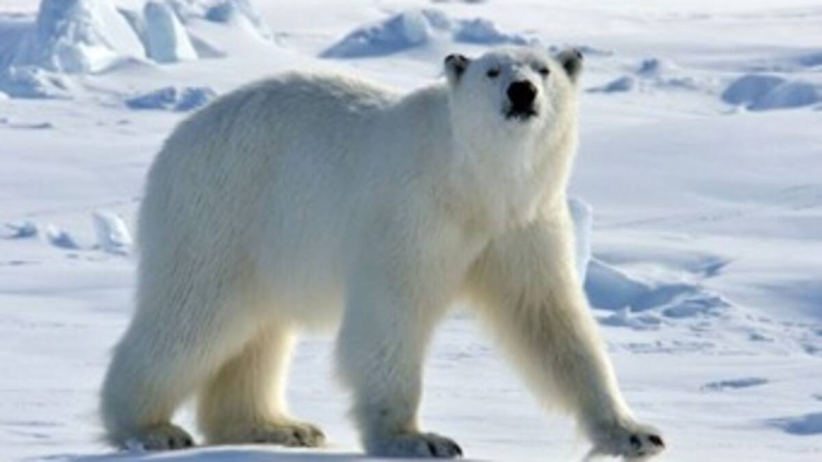 Se busca persona con voz profunda para ahuyentar osos polares
