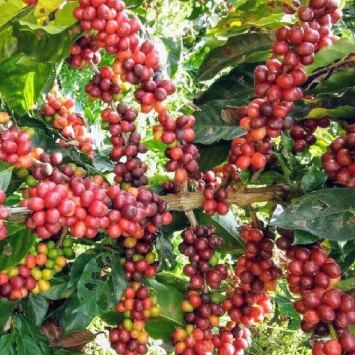 Comité de Cafeteros pide adecuar las fincas para el pico de la cosecha