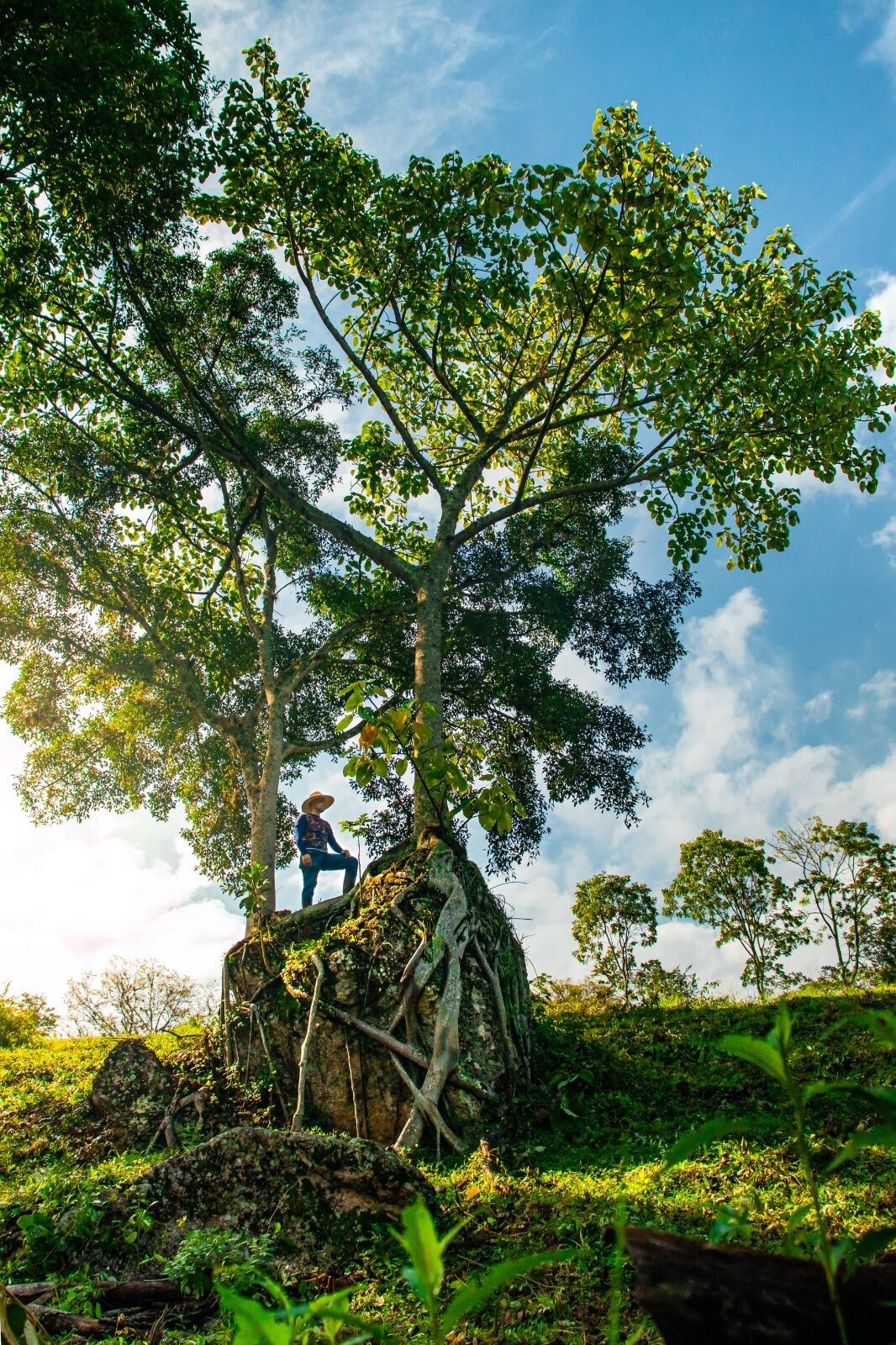 Se postularon árboles de 21 municipios del Huila.