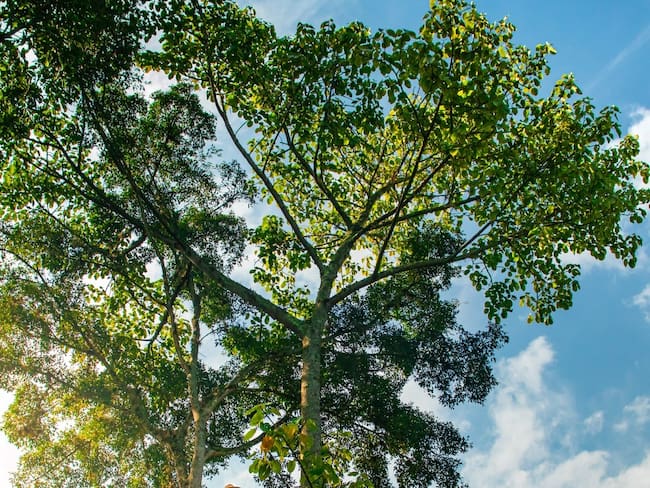 Se postularon árboles de 21 municipios del Huila.