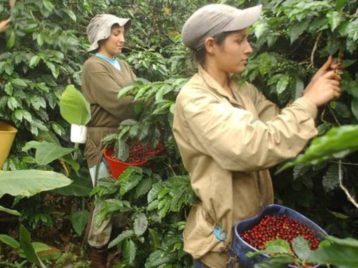 Magdalena proyecta producir más de 12 millones de kilos de café