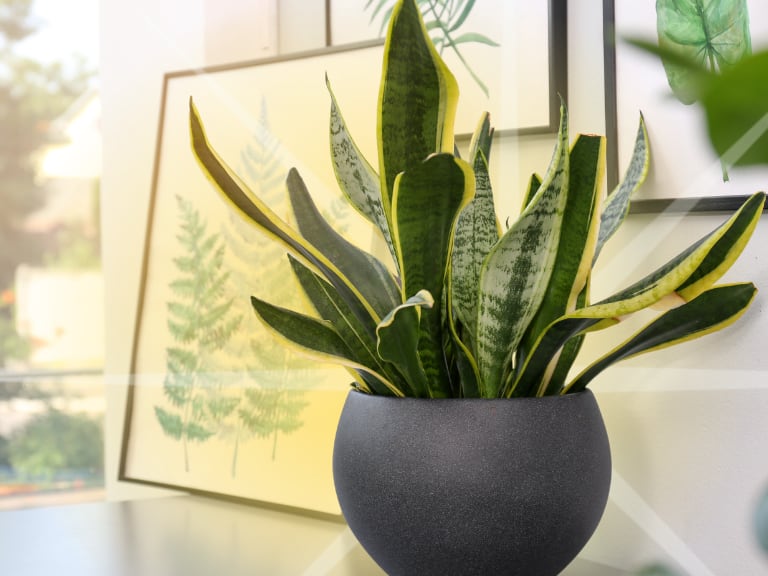 El poderoso significado de tener una planta lengua de suegra al interior de su casa, según Feng Shui