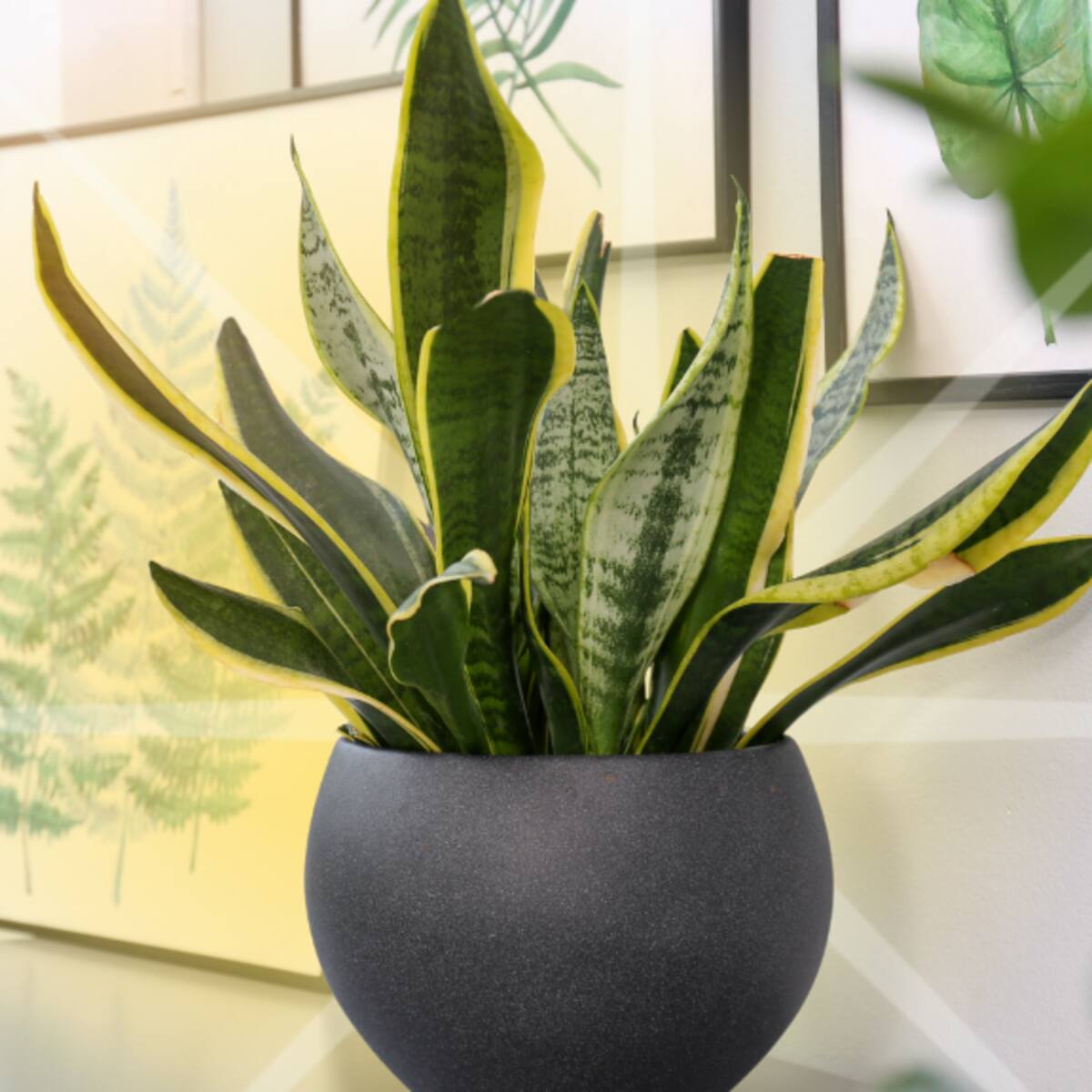 El poderoso significado de tener una planta lengua de suegra al interior de su casa, según Feng Shui