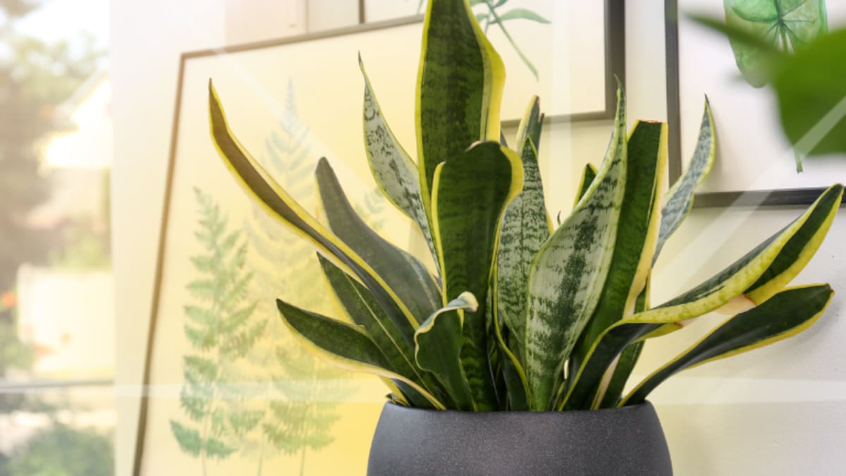 El poderoso significado de tener una planta lengua de suegra al interior de su casa, según Feng Shui