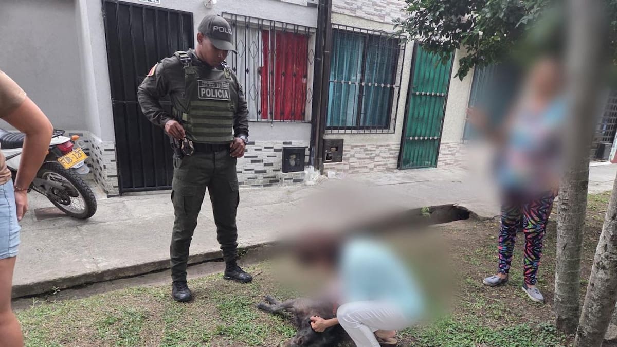 Exigen justicia por Bruno: caso de maltrato animal que conmueve a Palmira