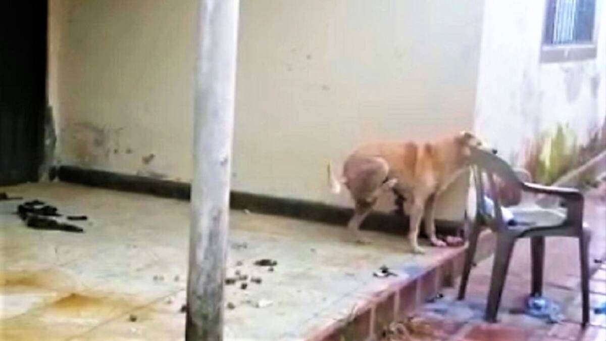 Denuncian que un perro fue abandonado por una familia en Guapi, Cauca