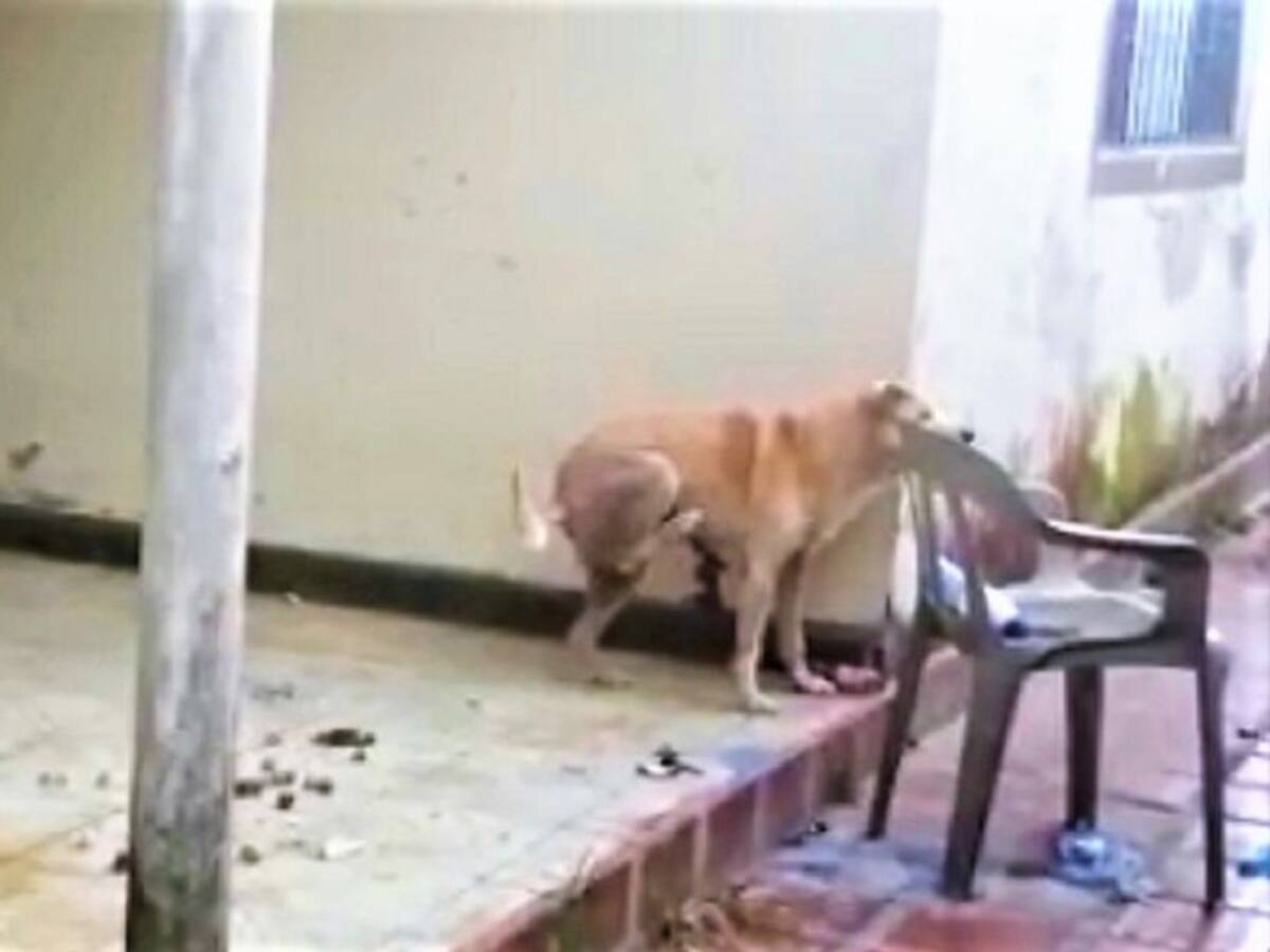 Denuncian que un perro fue abandonado por una familia en Guapi, Cauca