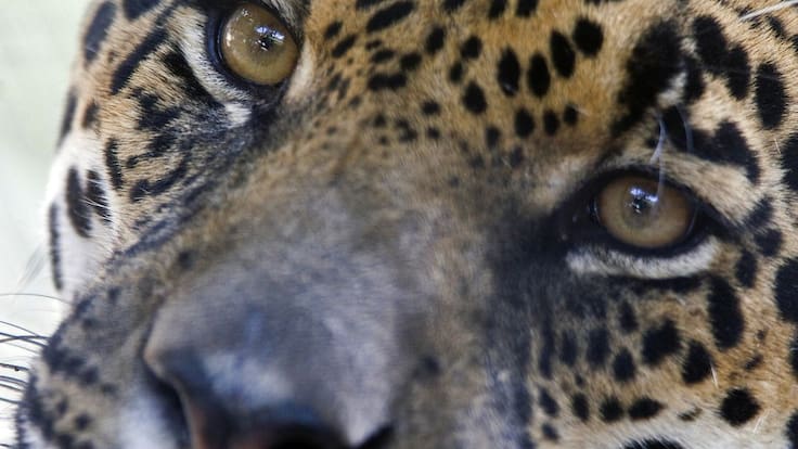 Avanza la protección del Jaguar en Colombia