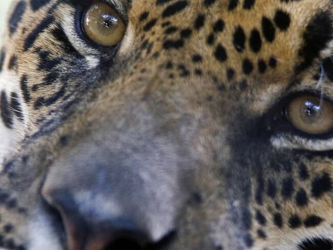 Avanza la protección del Jaguar en Colombia