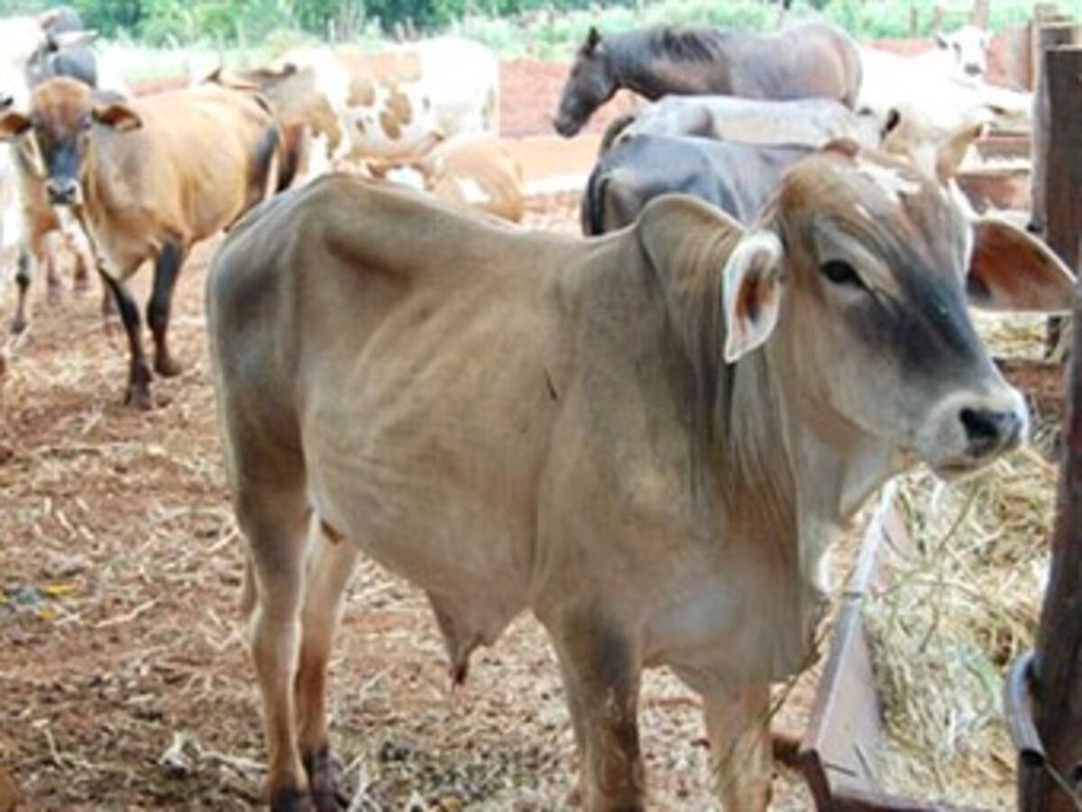El tráfico de ganado por Arauca pone en riesgo la sanidad del país: Minagricultura