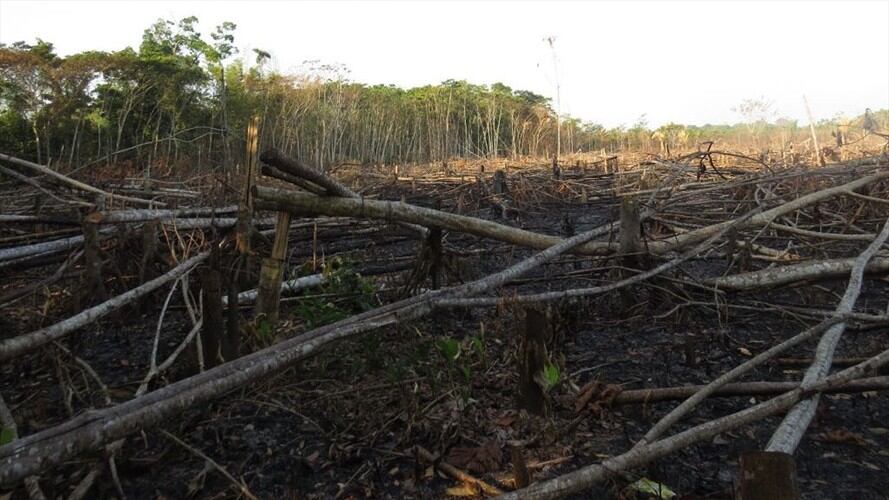 Parque Nacional Natural Tinigua ha perdido  5600 hectáreas de bosque. Foto: Cortesía