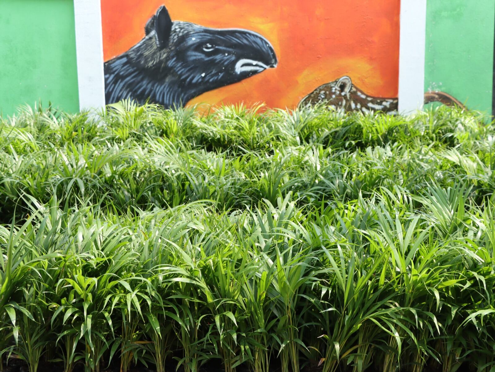 Se destacan la palma de areca y árboles nativos como , guayacán amarillo, roble negro. Foto CAM Huila.