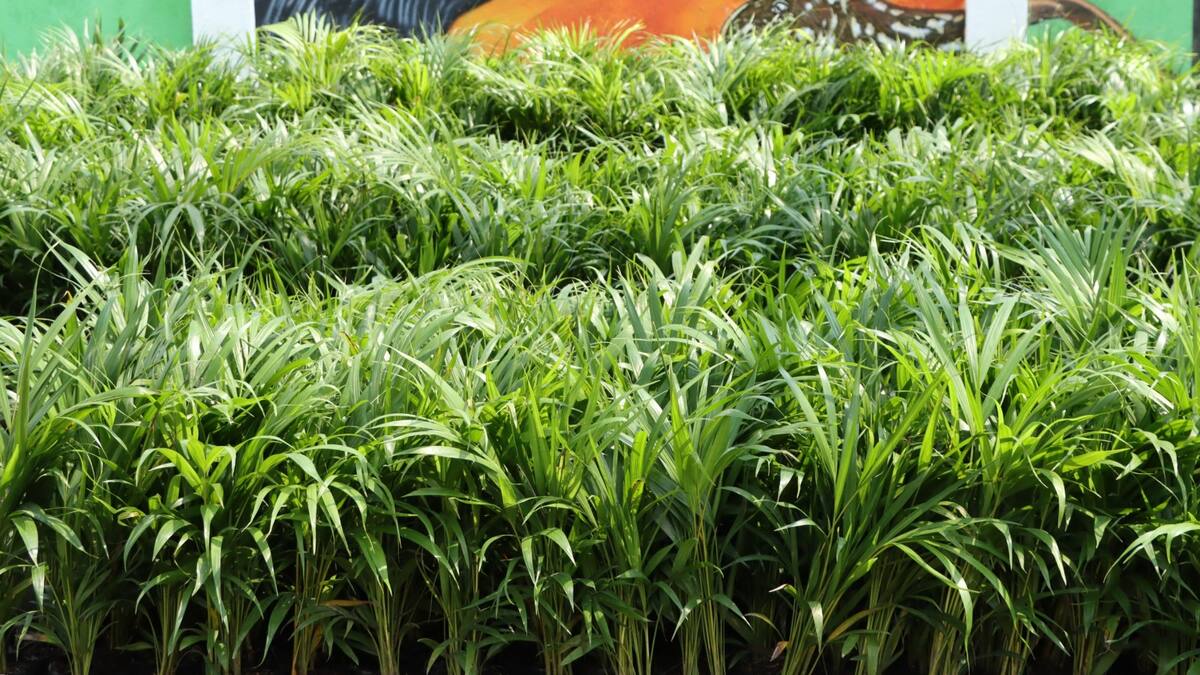 Autoridad ambiental impulsa Semana Santa sostenible con entrega masiva de plántulas en el Huila