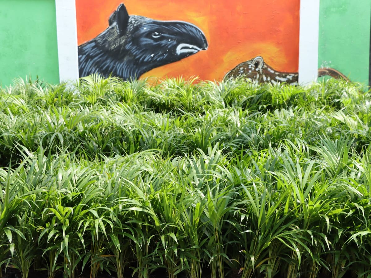 Autoridad ambiental impulsa Semana Santa sostenible con entrega masiva de plántulas en el Huila