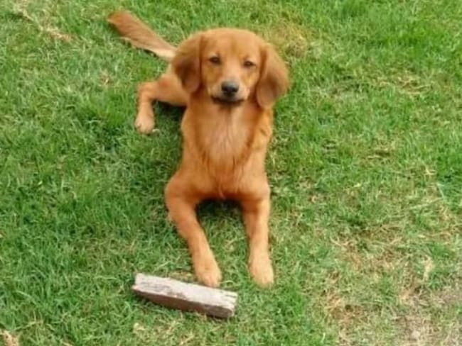 Abby, el ángel protector