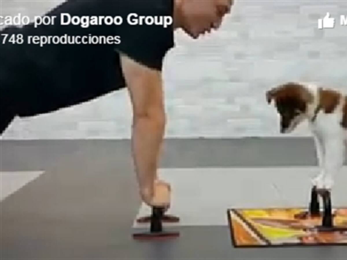 Perro que hace flexiones con su dueño enternece a usuarios en Facebook