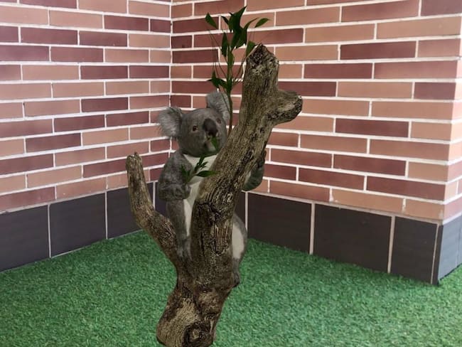 Google permite ver koalas sin tener que viajar a Australia con esta función