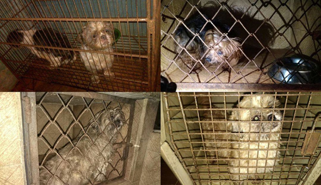 Hechos de maltrato animal