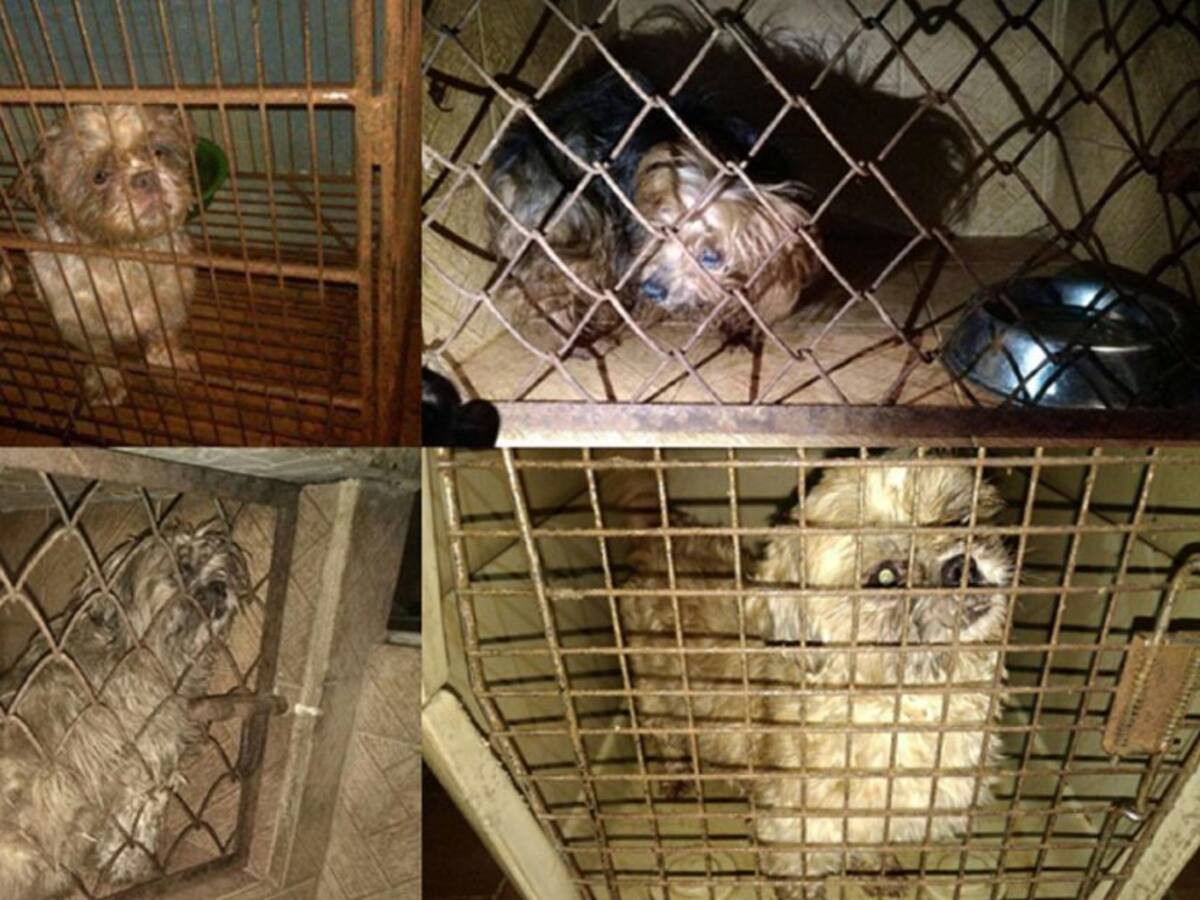 La Fiscalía imputó cargos a tres personas por delitos de maltrato animal