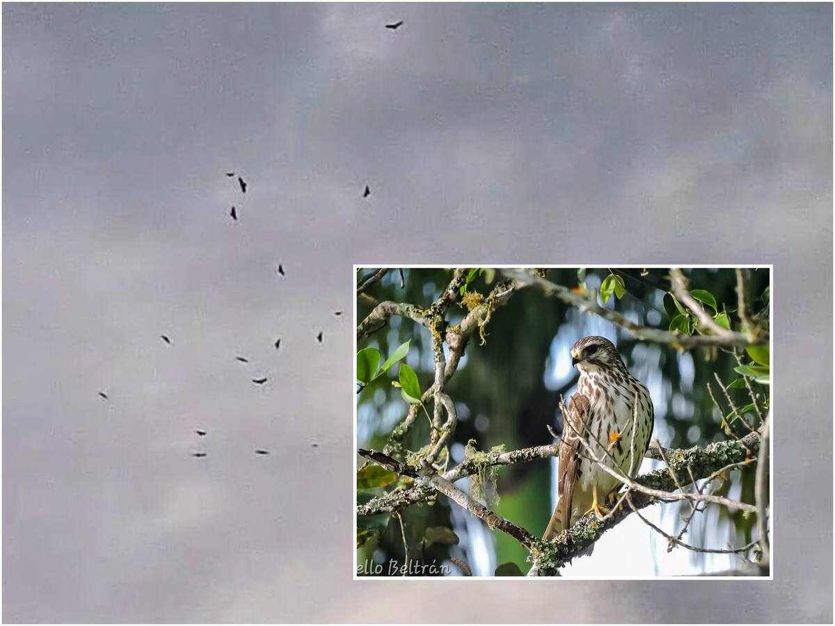 Llegaron miles de Águilas Cuaresmeras a Ibagué