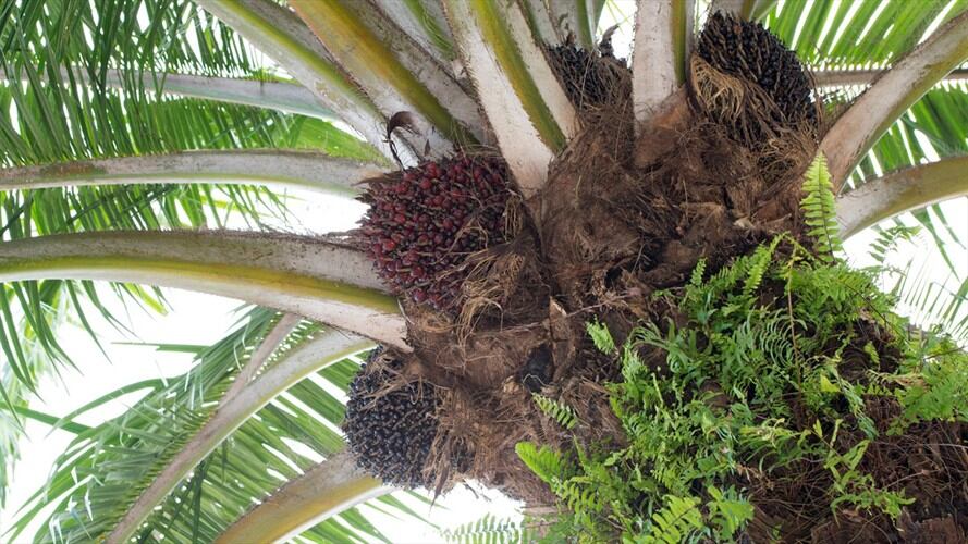 En el Magdalena hay más de 700 hectáreas de palma afectadas por pudrición del cogollo. Foto: Getty Images