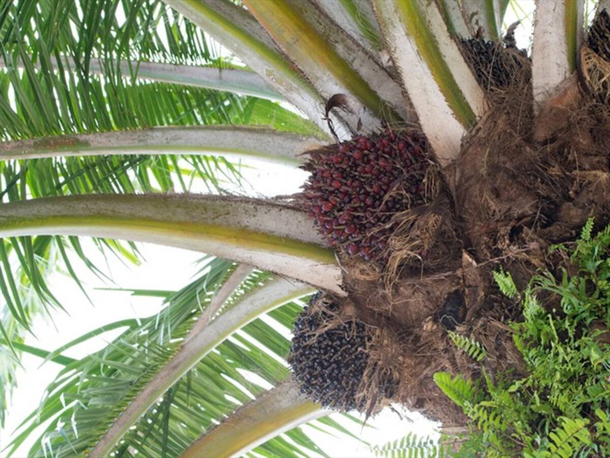 En el Magdalena hay más de 700 hectáreas de palma afectadas por pudrición del cogollo
