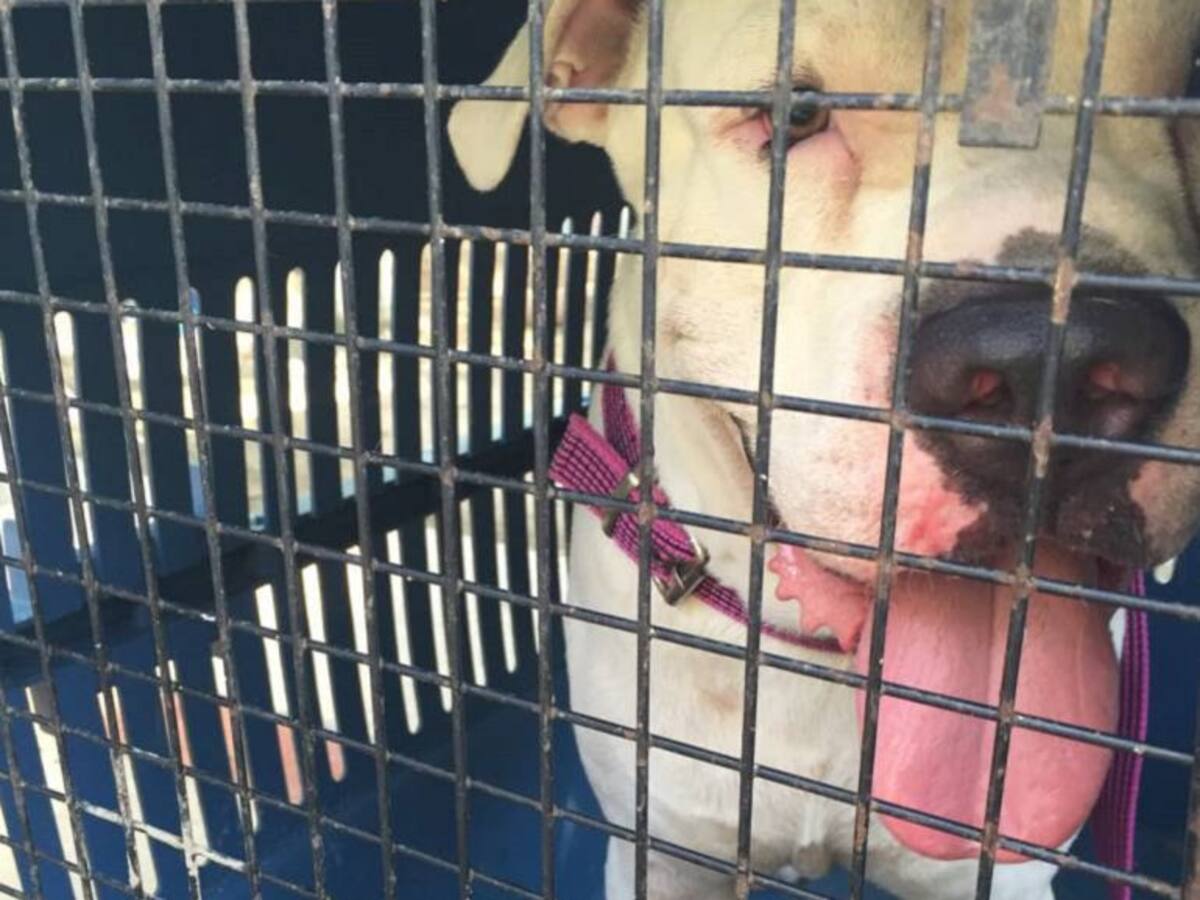Capturados asaltantes de clínica veterinaria al sur de Cali