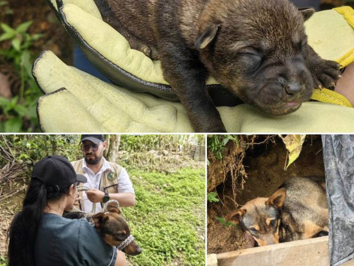 Decenas de animales en condición de calle y domésticos fueron rescatados en Caldas