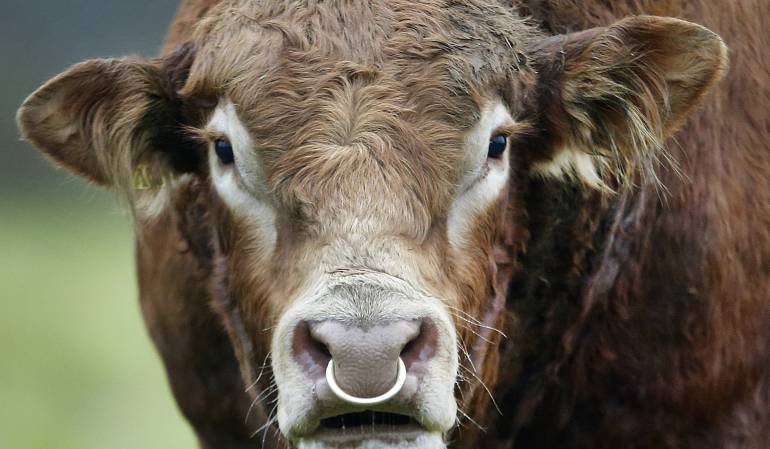 Los ganaderos están preocupados por el aumento en los robos de su ganado