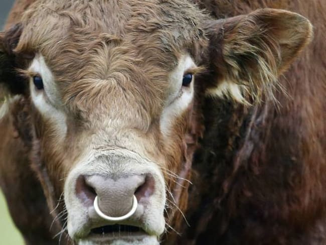 Los ganaderos están preocupados por el aumento en los robos de su ganado