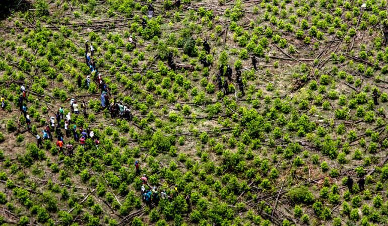 Erradicación de Coca 