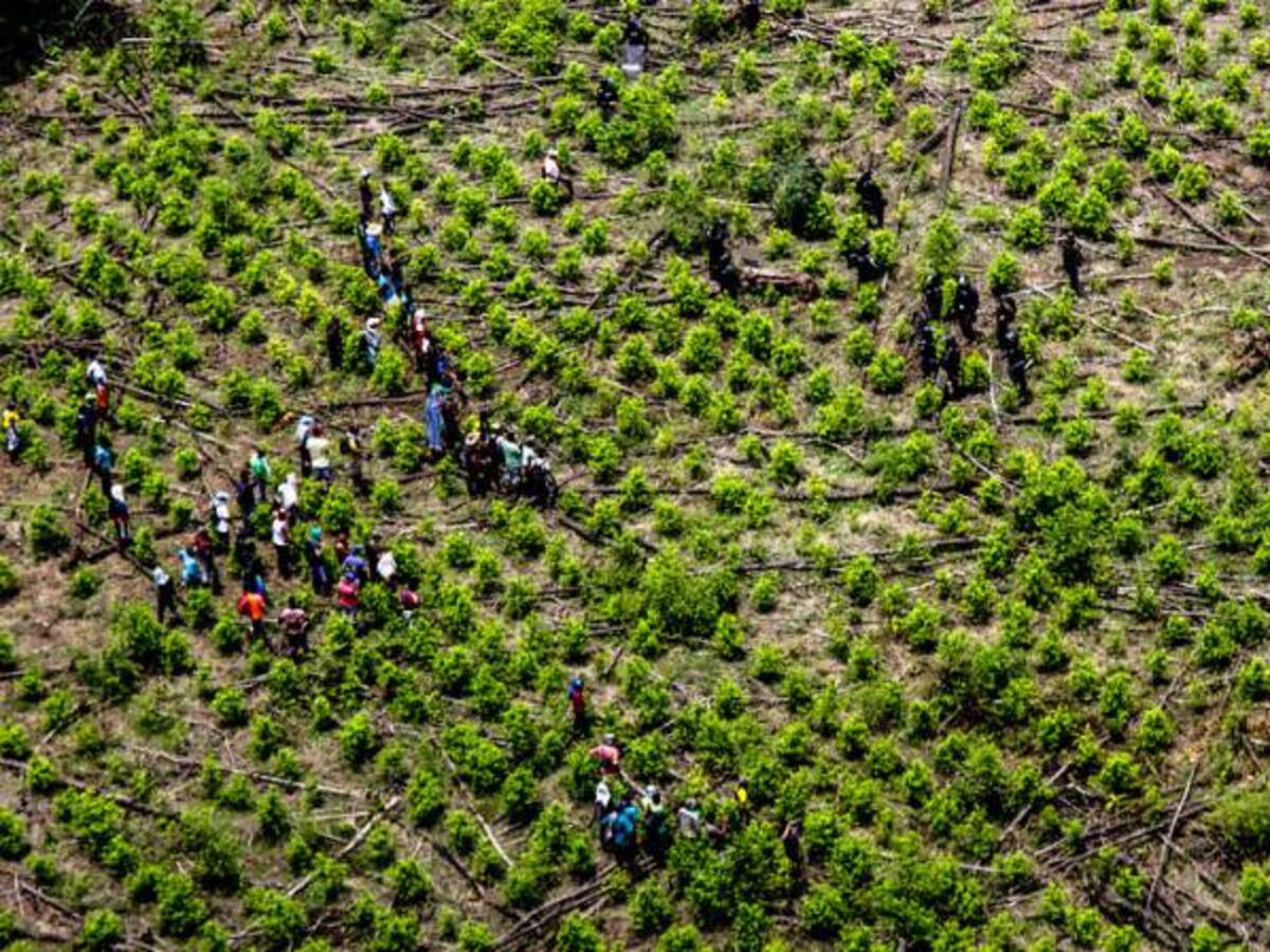 EE.UU. y Colombia reducirán la producción de Coca en un 50% para el 2023
