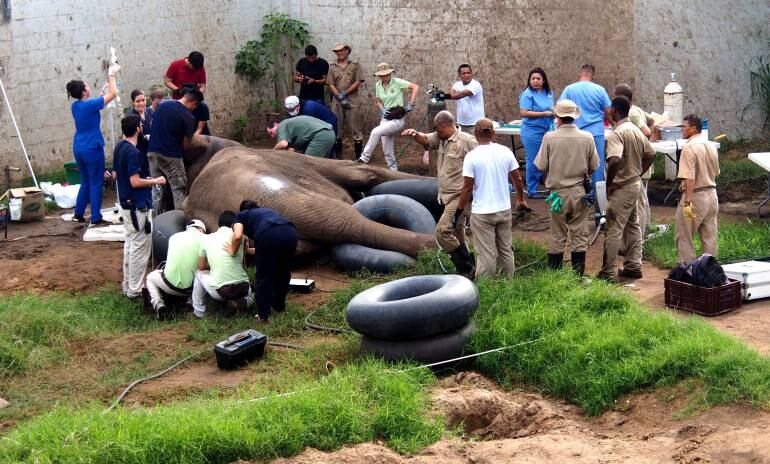Momentos en que el elefante del zoológico de Barranquilla era intervenido por un grupo de 20 profesionales