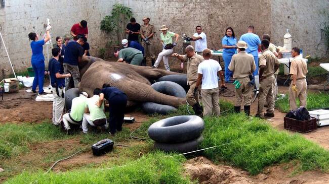 Momentos en que el elefante del zoológico de Barranquilla era intervenido por un grupo de 20 profesionales
