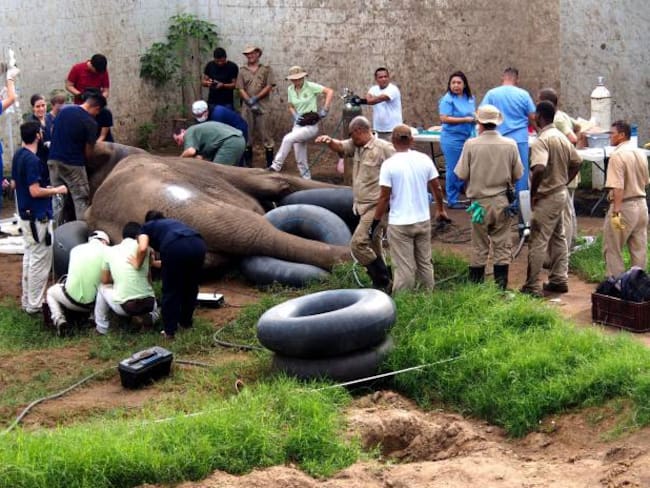 Momentos en que el elefante del zoológico de Barranquilla era intervenido por un grupo de 20 profesionales