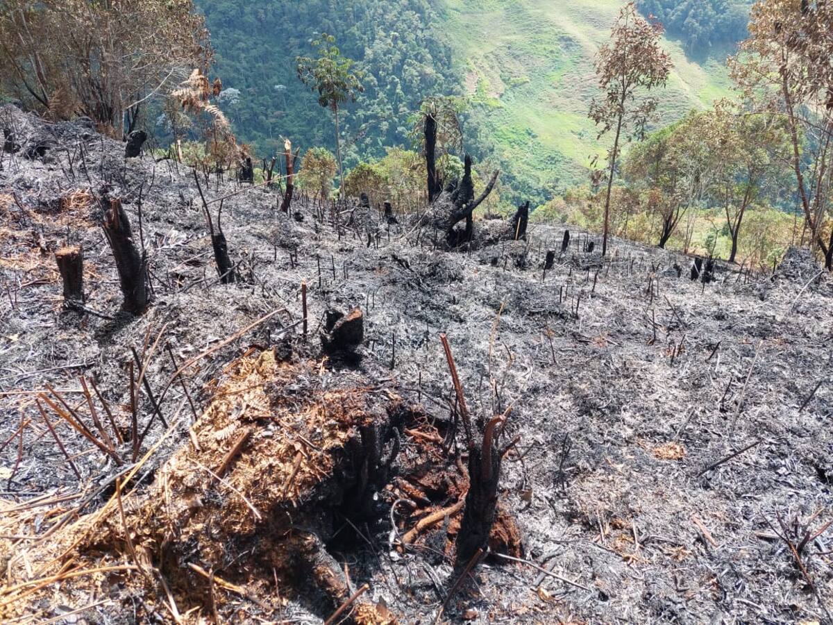 Carder demandará por ecocidio a responsable de incendio en la Cuchilla del San Juan