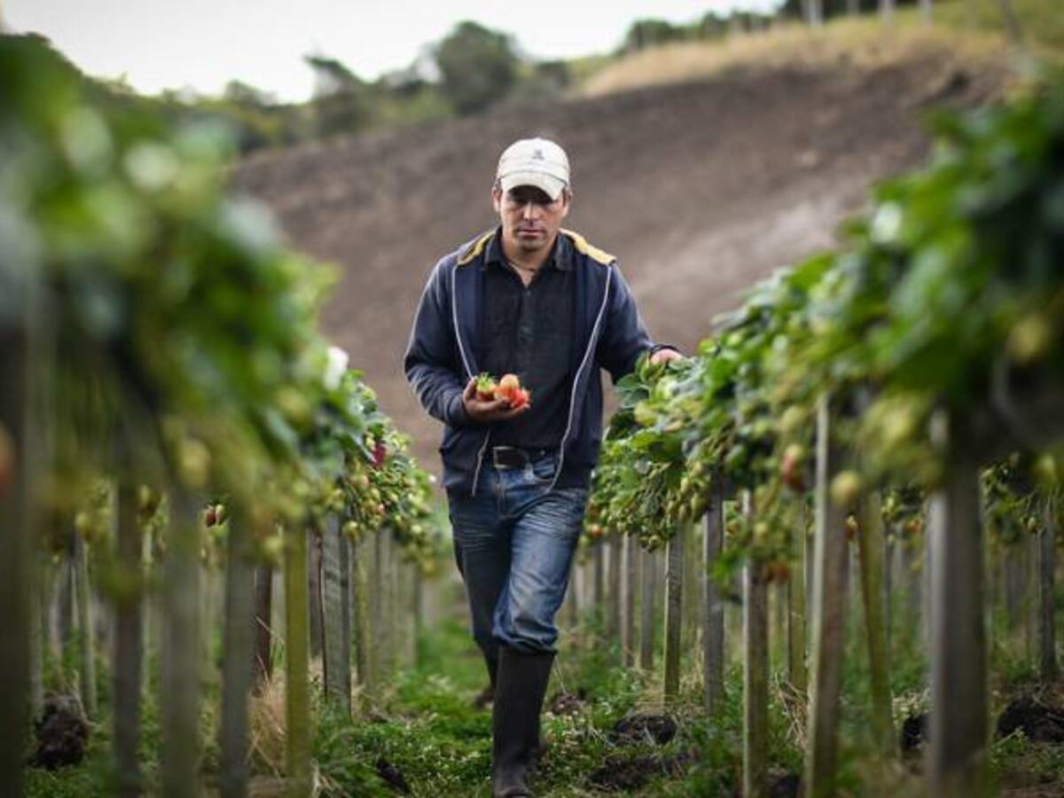 El 11% de los colombianos que trabajan en el campo tienen acceso a créditos