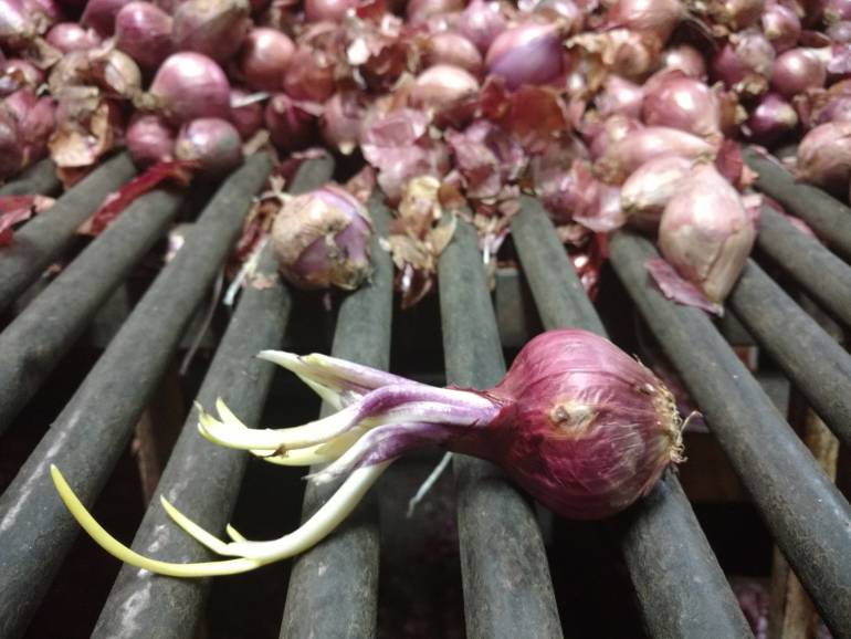 La cebolla que llega a Medellín se maduró por estár represada en bodegas.